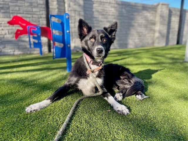 A153831 Salem is Available for Adoption!