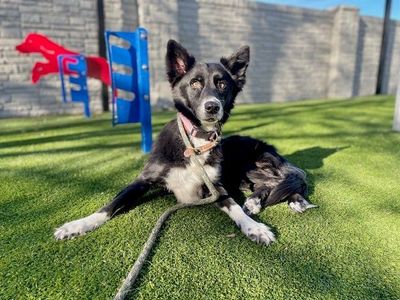 A153831 Salem is Available for Adoption!