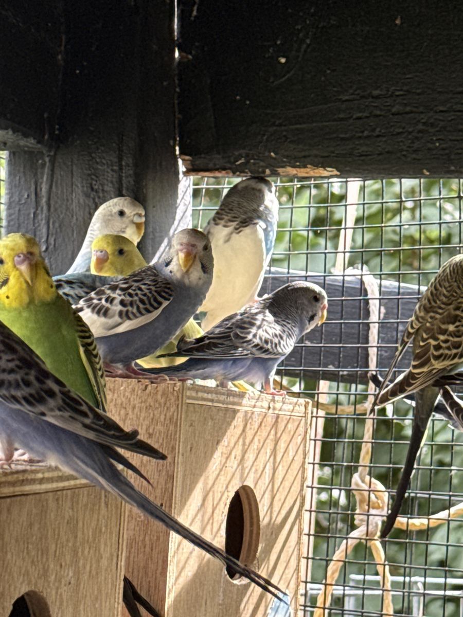 Parakeet’s 