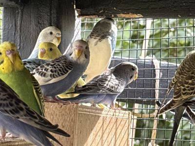 Parakeet’s