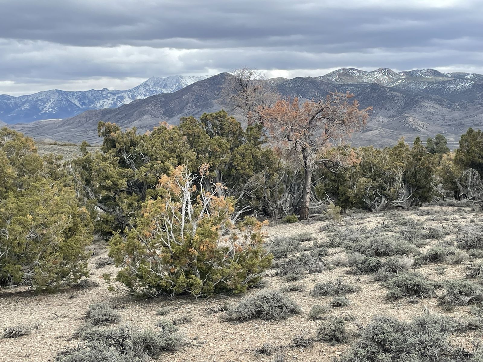 Are you looking a perfect land for 4x4 Truck Sports? How About 20 Acres in NV?