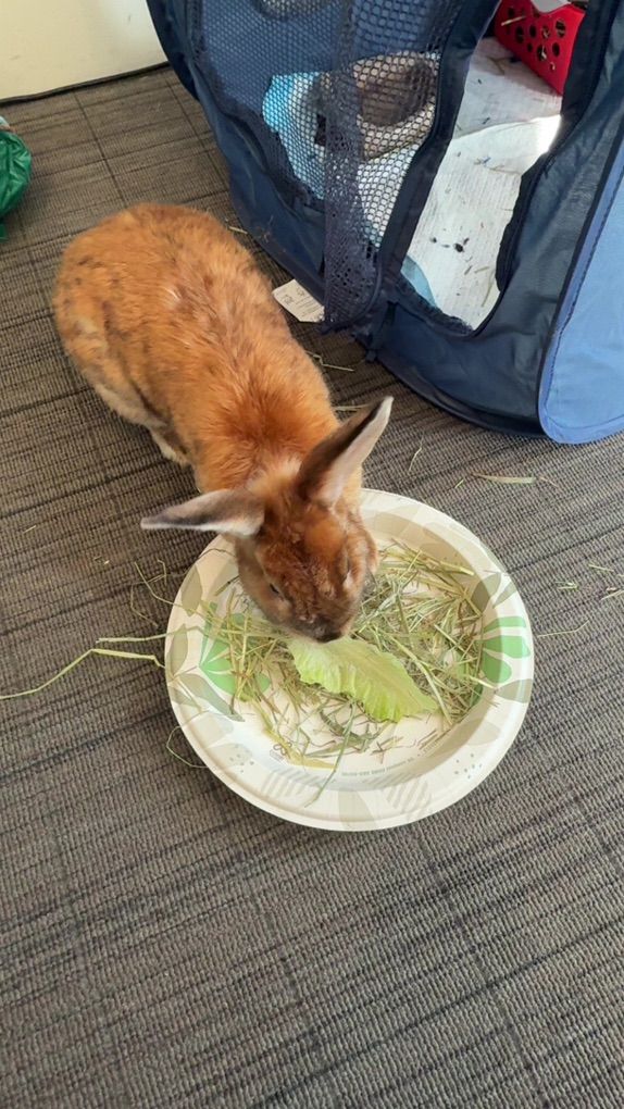 Bunny