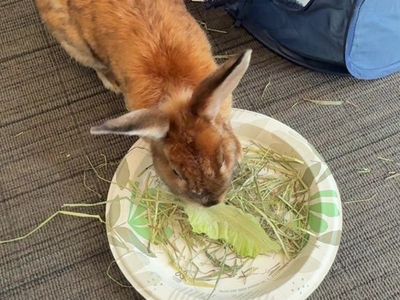 Bunny