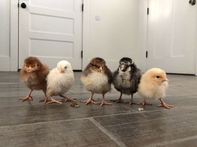 Day old chicks!