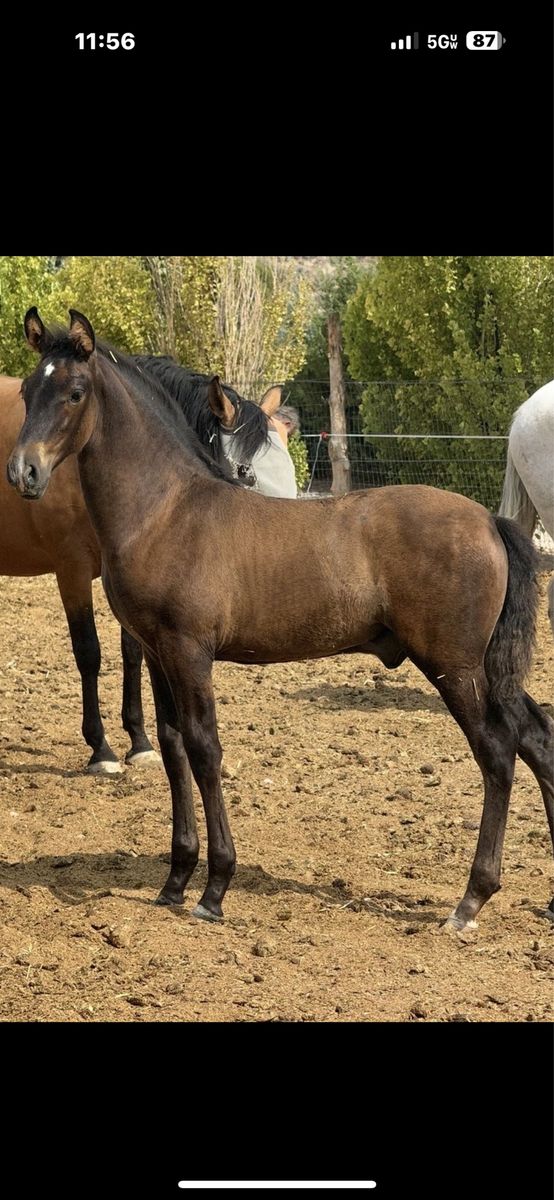 Horse Andalusian