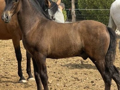 Horse Andalusian