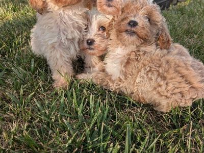 Goldendoodles mini X standard $250