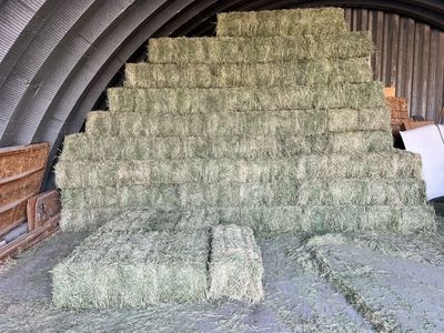 Alfalfa hay for sale