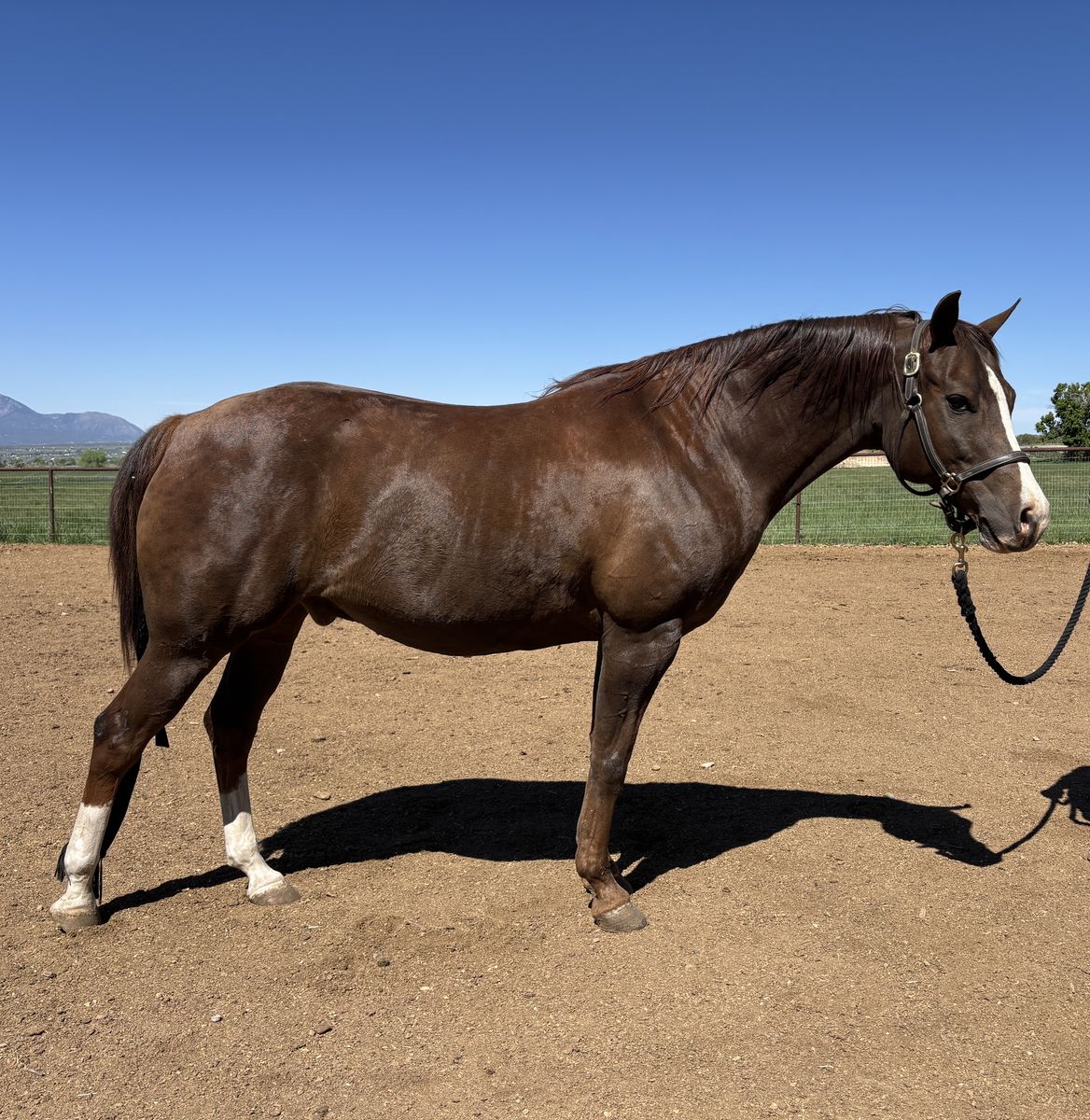 Half Arabian western gelding.