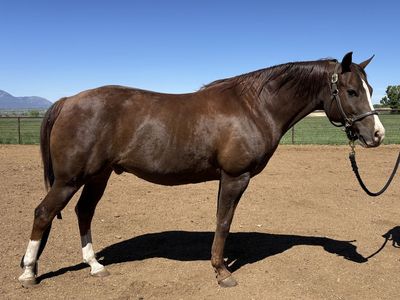 Half Arabian western gelding.