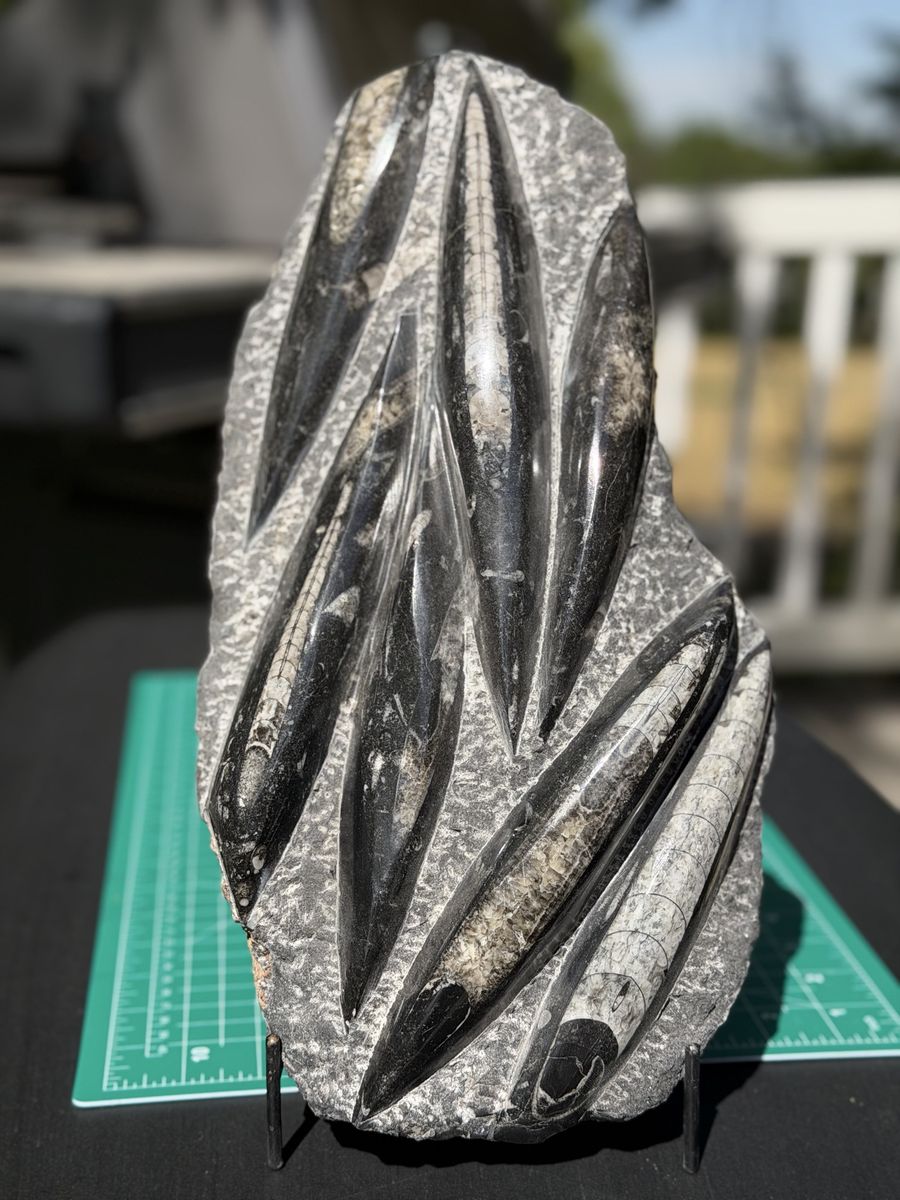 Orthoceras Fossil Plate Display - Large Polished Matrix with Multiple Cephalopods