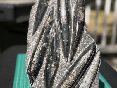 Orthoceras Fossil Plate Display - Large Polished Matrix with Multiple Cephalopods