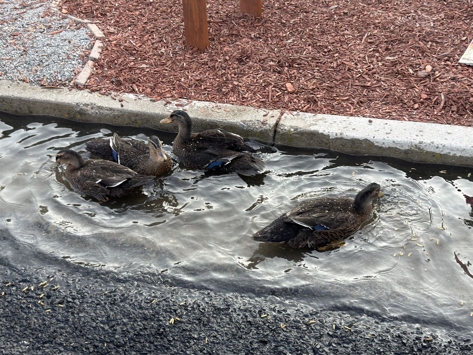 4 FREE DUCKS