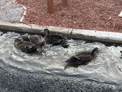 4 FREE DUCKS