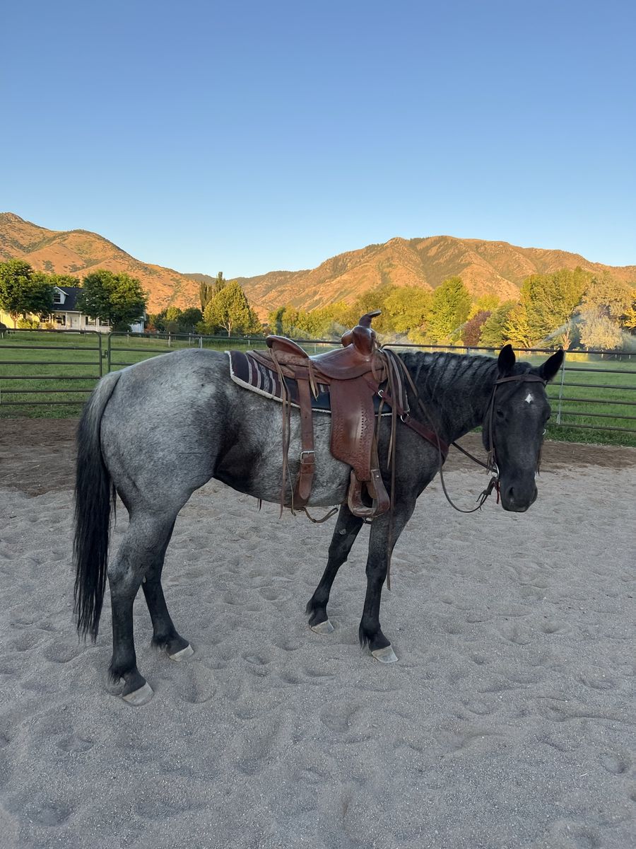 AQHA Cow Bred Horse