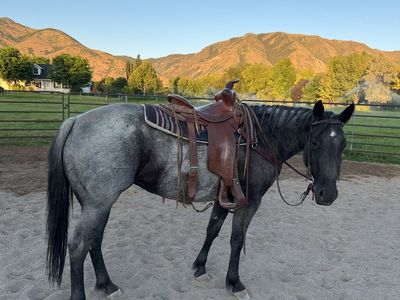 AQHA Cow Bred Horse