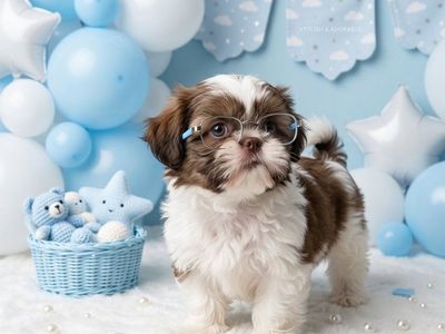 shih tzu boy