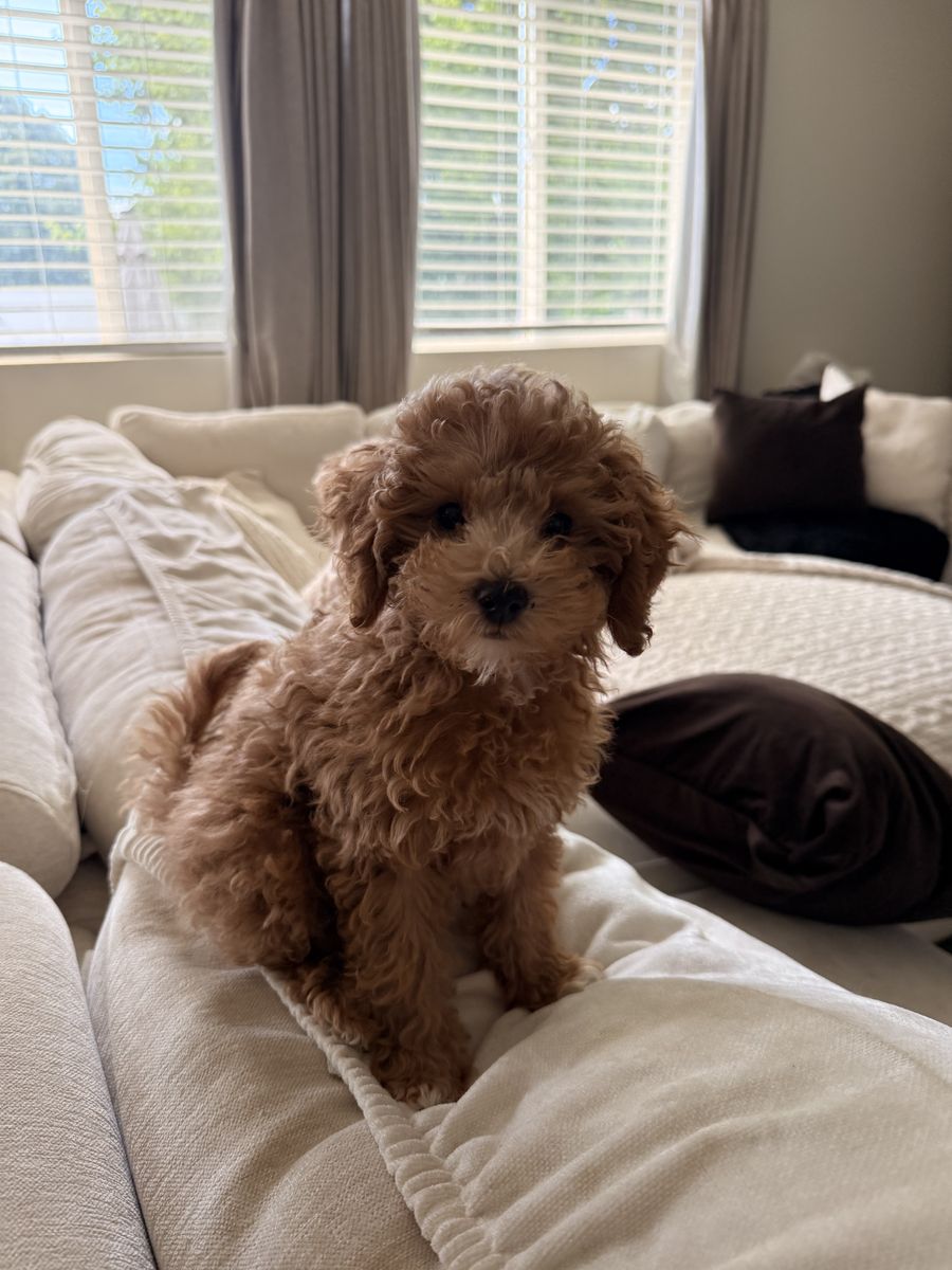 Toy Aussie/Golden doodle puppy
