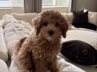 Toy Aussie/Golden doodle puppy