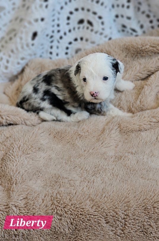 Mini Golden Aussiedoodles!