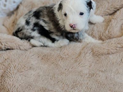 Mini Golden Aussiedoodles!