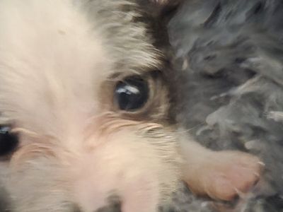 puppies