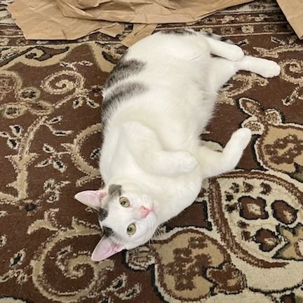 Hello my name is Piper