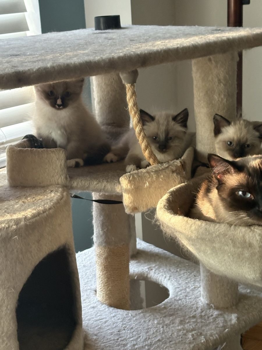 Siamese kittens