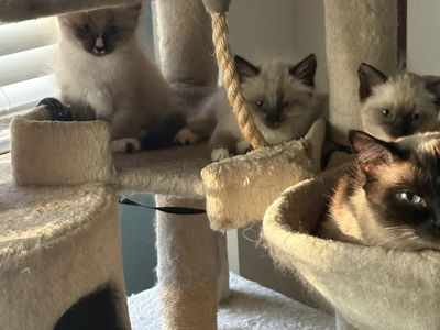 Siamese kittens