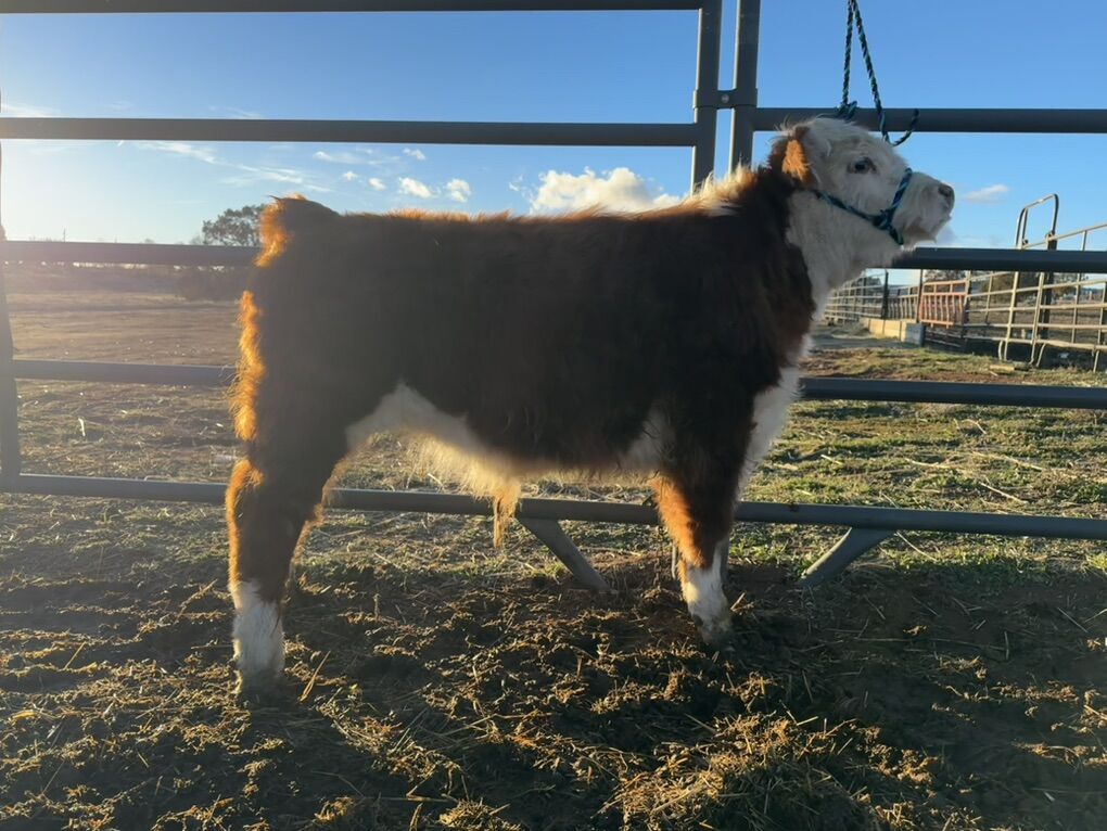 Registered Miniature Hereford Bull