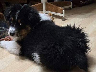 Purebred Std Size AKC Australian Shepherd puppies