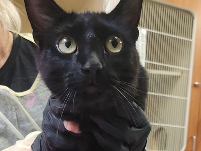 Hello my name is Cricket