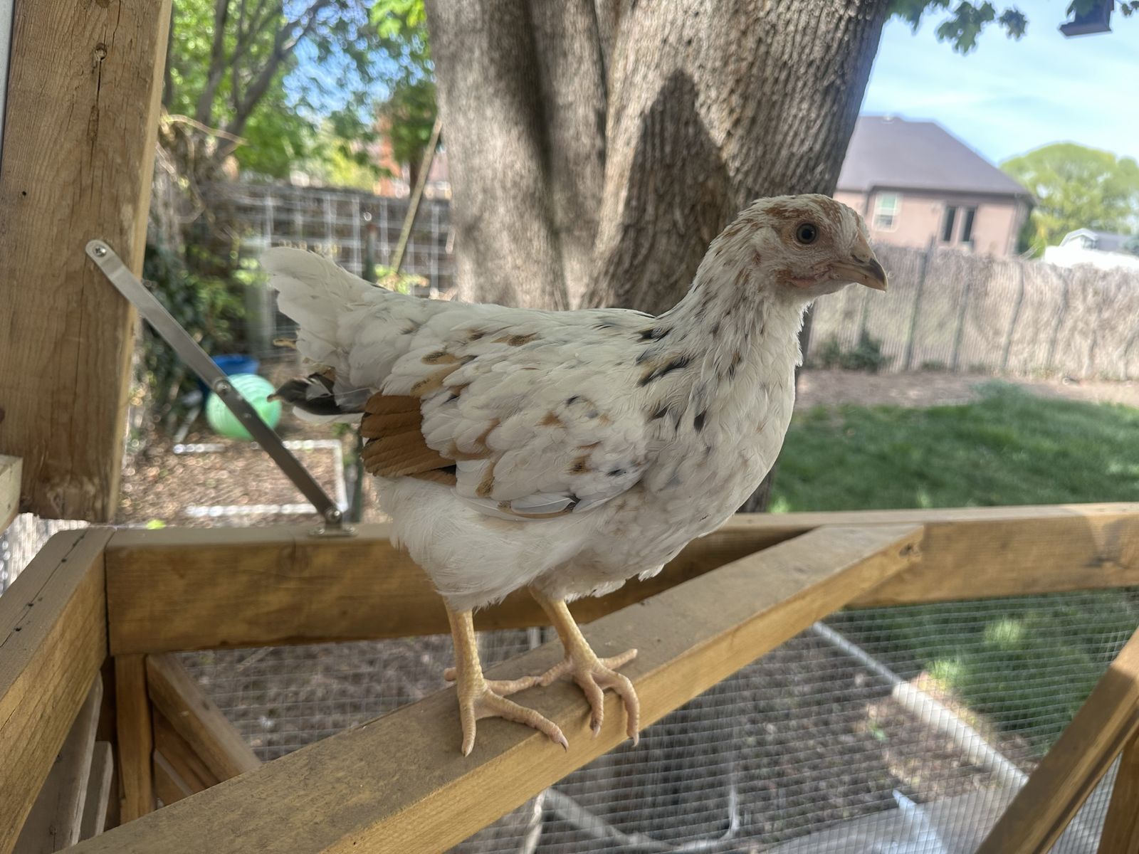8 week pullets for sale