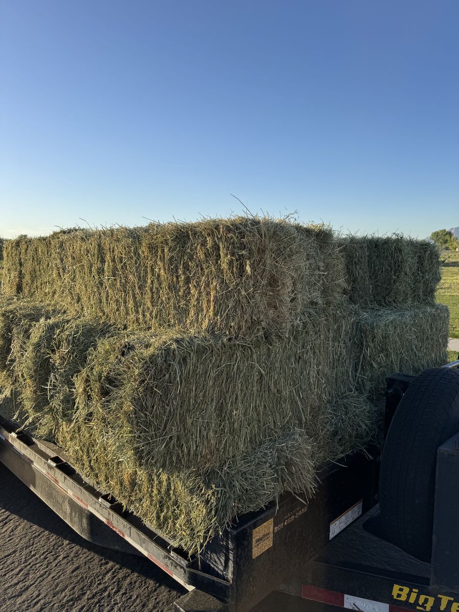 Grass Hay