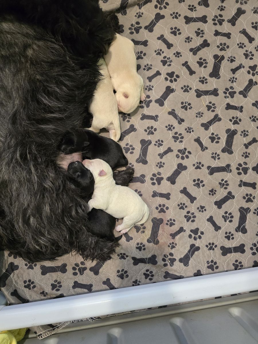 Scottish Terrier puppies