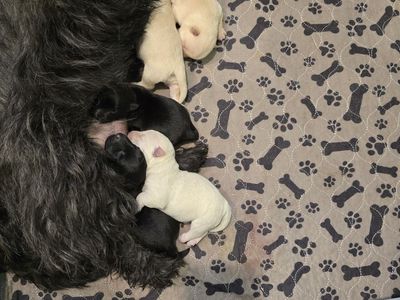 Scottish Terrier puppies