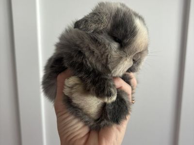 Holland Lop Buck