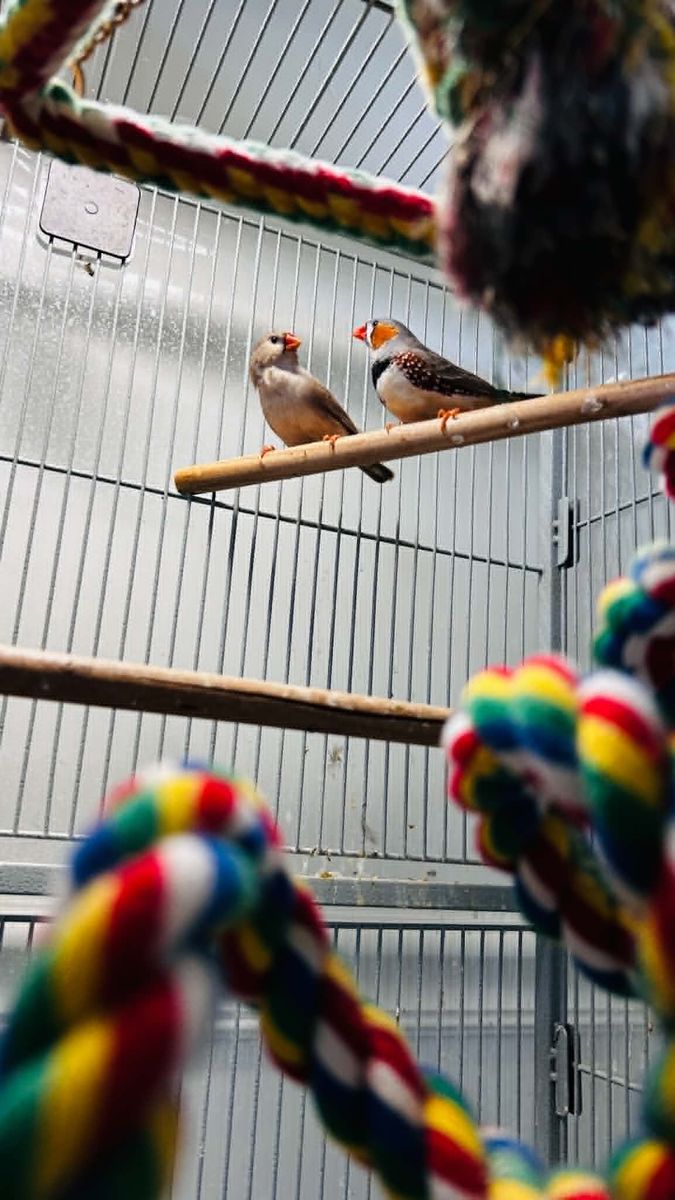 Pair of Zebra Finches (Male & Female) – Very Active & Healthy