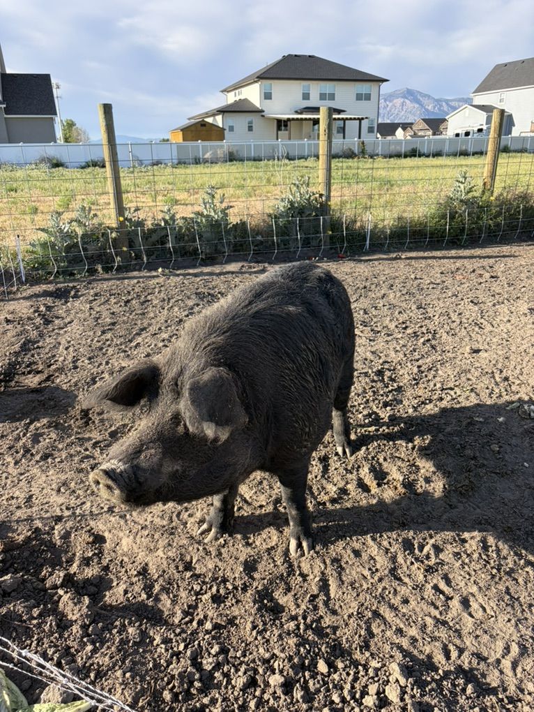 Boar Stud