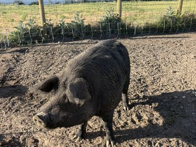 Boar Stud