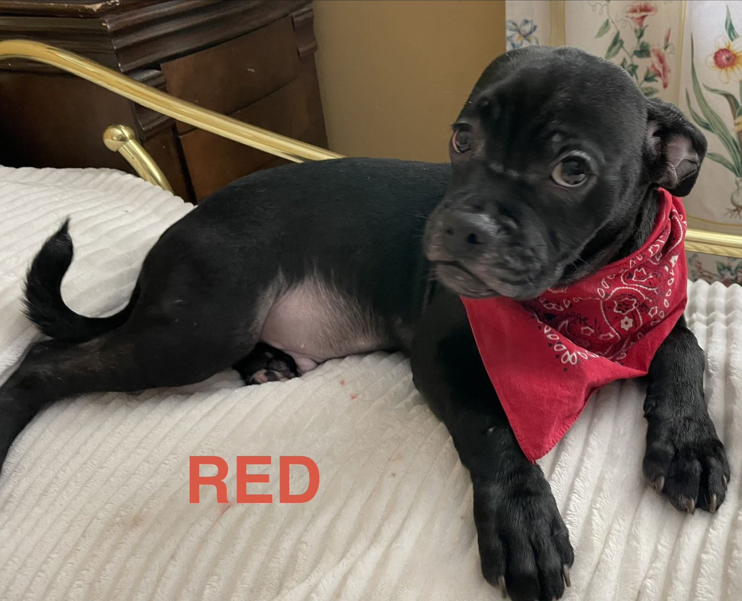 Pug bulls for sale