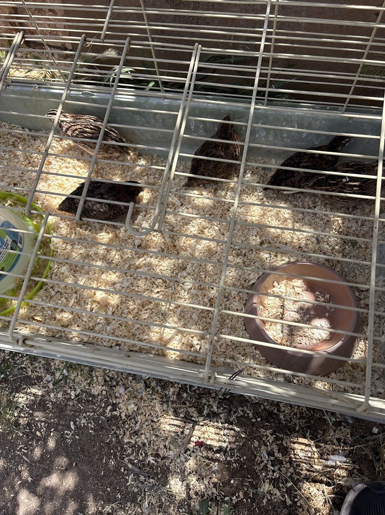 Quails Coturnix