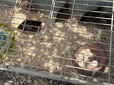 Quails Coturnix
