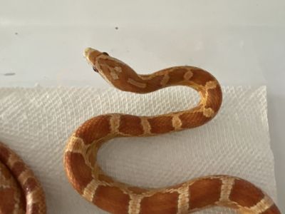 2 Corn Snakes (Breeding pair) w/ 30 gal. Tank! • 1 Het Scaleless, 1 poss. Het Scaleless!