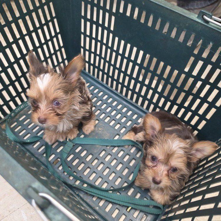 2 Adorable Yorkie Male Puppies