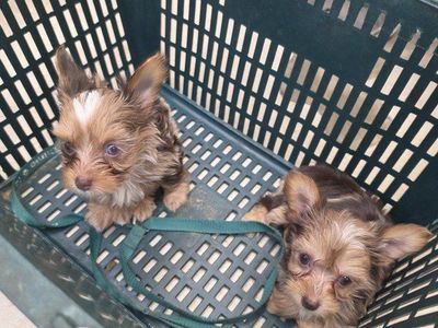 2 Adorable Yorkie Male Puppies