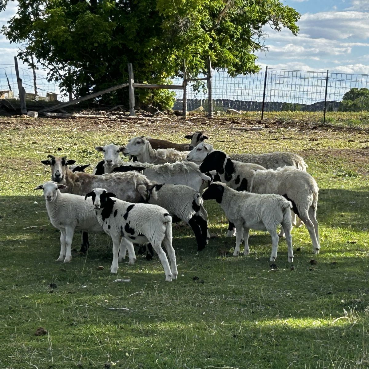 Hair Sheep - Dorper Blackbelly Cross