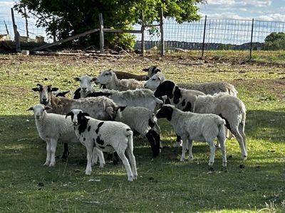Hair Sheep - Dorper Blackbelly Cross