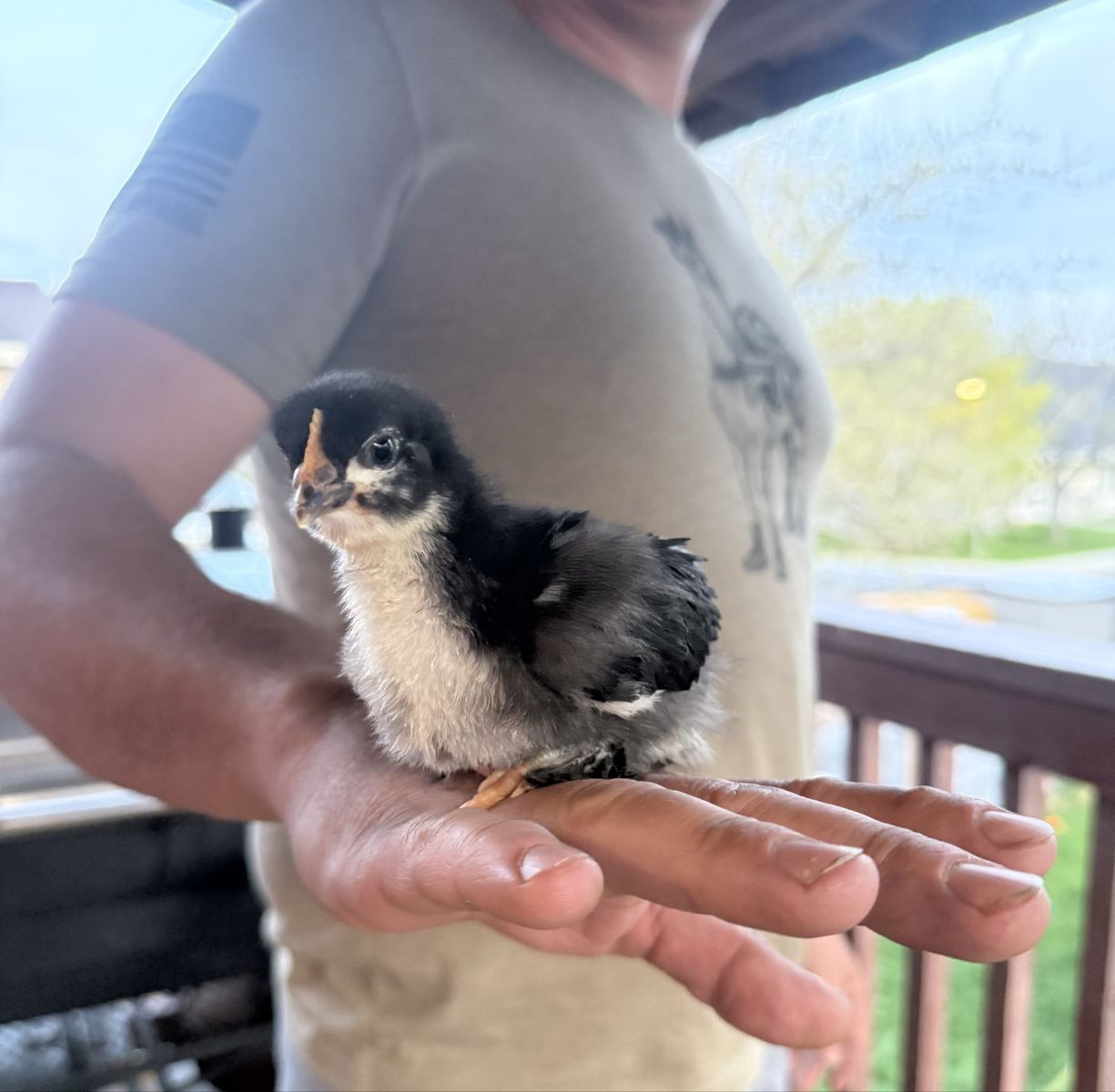 French Black Copper Maran chicks are here