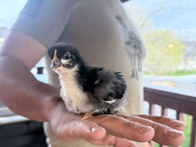 French Black Copper Maran chicks are here